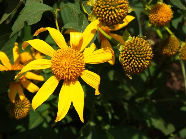 Yellow Wild sunflowers, Da quy flower also name Mexico sunflower