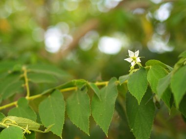 Doğal Sabah Işığı ve G ile Flacourtia rukam Ağacı Çiçek