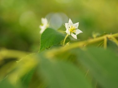 Doğal Sabah Işığı ve G ile Flacourtia rukam Ağacı Çiçek