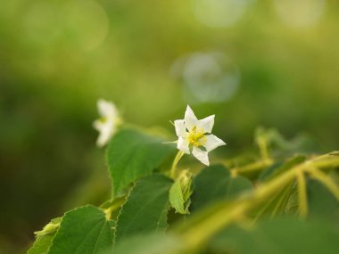 Doğal Sabah Işığı ve G ile Flacourtia rukam Ağacı Çiçek