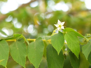 Doğal Sabah Işığı ve G ile Flacourtia rukam Ağacı Çiçek