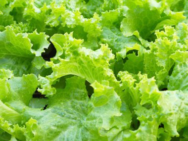 Doğal L ile Kırsal Çiftlikten Close-up Yeşil Yaprak Marul