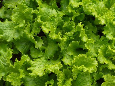Doğal L ile Kırsal Çiftlikten Close-up Yeşil Yaprak Marul