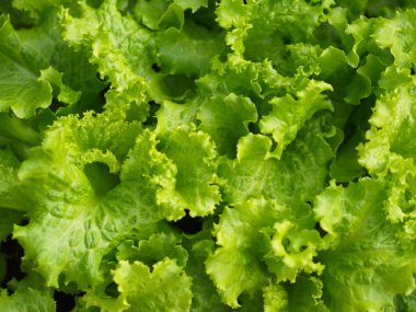 Doğal L ile Kırsal Çiftlikten Close-up Yeşil Yaprak Marul