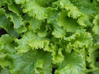 Doğal L ile Kırsal Çiftlikten Close-up Yeşil Yaprak Marul