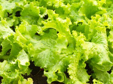 Doğal L ile Kırsal Çiftlikten Close-up Yeşil Yaprak Marul