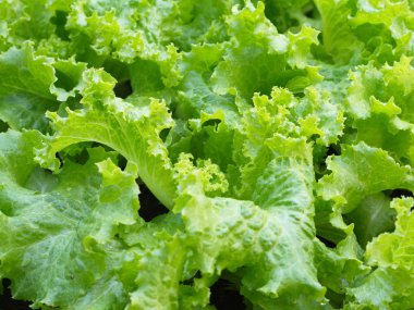 Doğal L ile Kırsal Çiftlikten Close-up Yeşil Yaprak Marul