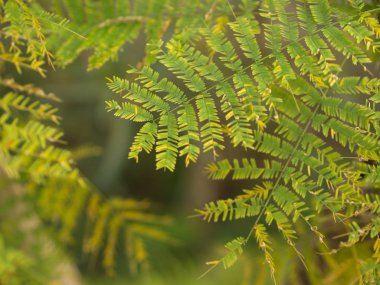 Leucaena yaprağı , Yeşil Yaprak Arka Plan , Organik için Yeşil Kavram