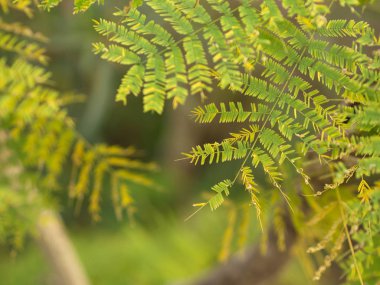 Leucaena yaprağı , Yeşil Yaprak Arka Plan , Organik için Yeşil Kavram