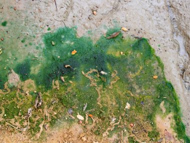 Bir yaprak ile Kirli Kuru Tuzlu Toprak Grunge Yüzey. Soyut Backg