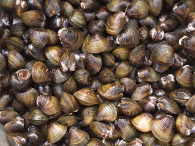 Sarımsak, Biber, Nane ve Fesleğen ile Kabuk Çorbası. Geleneksel Nor