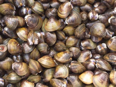 Sarımsak, Biber, Nane ve Fesleğen ile Kabuk Çorbası. Geleneksel Nor