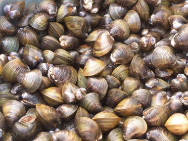 Sarımsak, Biber, Nane ve Fesleğen ile Kabuk Çorbası. Geleneksel Nor