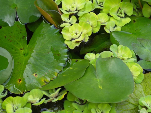 Beau bassin du Lotus dans le jardin du village local thaïlandais . — Photo