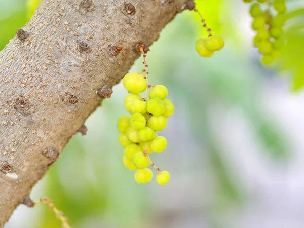 Muchos de la Estrella de grosella en el árbol en Tailandia Local Villag —  Fotos de Stock