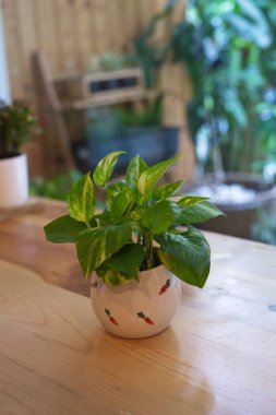 Sabah Yaz Günü Doğal Işık ile Pothos.