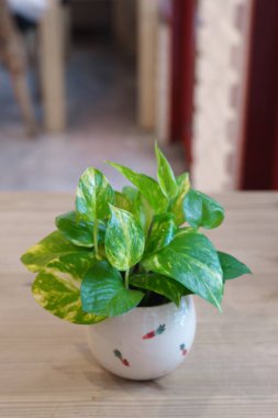 Sabah Yaz Günü Doğal Işık ile Pothos.