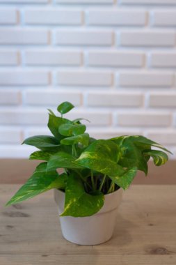 Sabah Yaz Günü Doğal Işık ile Pothos.