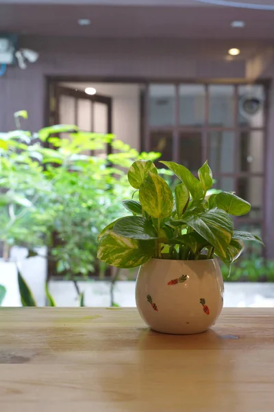 Den Pothos med ett naturligt ljus på morgonen sommardag. — Stockfoto