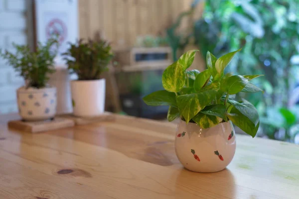 Il Pothos con una luce naturale al mattino Giornata estiva . — Foto Stock