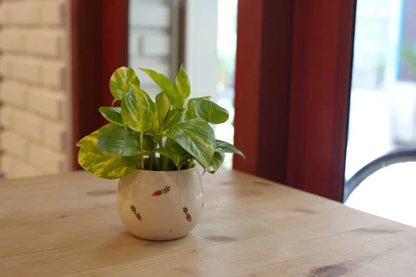 Sabah Yaz Günü Doğal Işık ile Pothos.