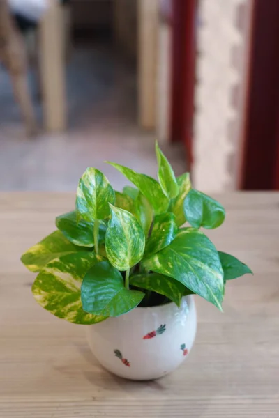 Sabah Yaz Günü Doğal Işık ile Pothos.
