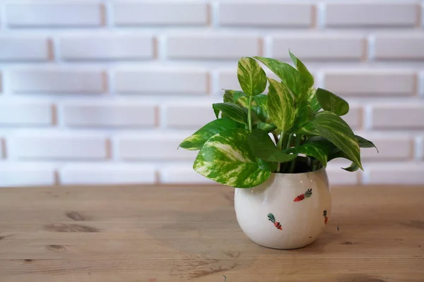 Il Pothos con una luce naturale al mattino Giornata estiva . — Foto Stock