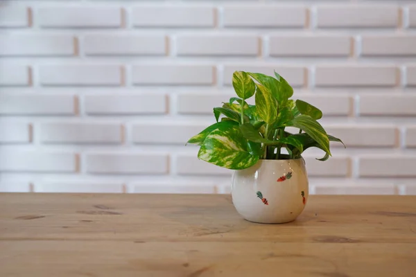 Sabah Yaz Günü Doğal Işık ile Pothos.