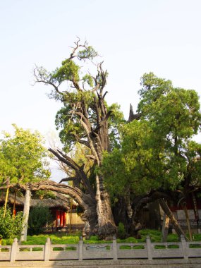 Şaolin Tapınağı 'ndaki 4.500 yıllık General Cypress Ağacı. Tang Hanedanı 'nın ünlü Ağacı. Dengfeng, Zhengzhou Şehri, Henan Eyaleti, Çin, 18 Ekim 2018.