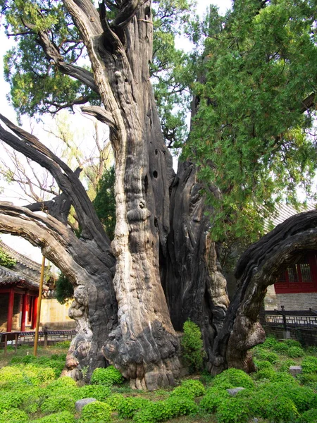 Şaolin Tapınağı 'ndaki 4.500 yıllık General Cypress Ağacı. Tang Hanedanı 'nın ünlü Ağacı. Dengfeng, Zhengzhou Şehri, Henan Eyaleti, Çin, 18 Ekim 2018.