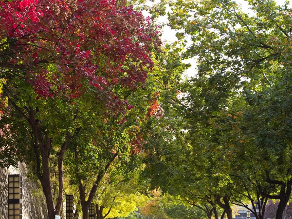 Árvore Outono Colorida Folhas Dentro Grande Pagode Ganso Selvagem Templo — Fotografia de Stock