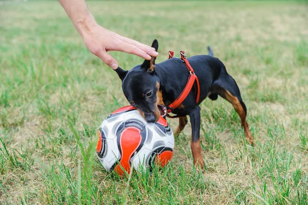 The dog is biting a soccer ball. The hand man is caressing a dog.