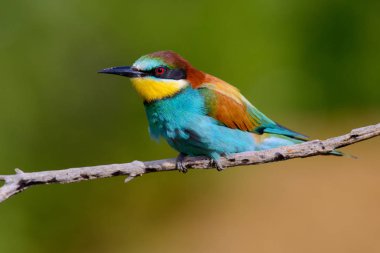 Mavi arka planda bir dalda oturan altın arı yiyici