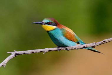 Mavi arka planda bir dalda oturan altın arı yiyici