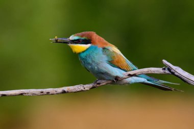 Avrupalı arı yiyiciler, Merops apiaster oturuyor ve güzel bir dalda gösteriş yapıyor, gagasında bazı böcekler var, çiftleşme mevsiminde, güzel renkli arka plan ve yumuşak altın ışık