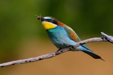 Avrupalı arı yiyiciler, Merops apiaster oturuyor ve güzel bir dalda gösteriş yapıyor, gagasında bazı böcekler var, çiftleşme mevsiminde, güzel renkli arka plan ve yumuşak altın ışık