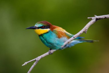 Mavi arka planda bir dalda oturan altın arı yiyici