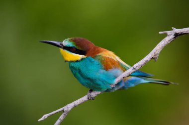 Mavi arka planda bir dalda oturan altın arı yiyici