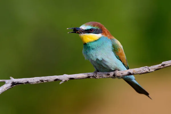 Los Comedores Abejas Europeos Merops Apiaster Está Sentado Mostrando Una —  Fotos de Stock