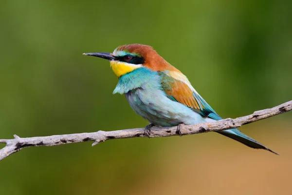 Mangiatore Api Dorato Seduto Ramo Sfondo Blu — Foto Stock