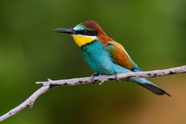 Mavi arka planda bir dalda oturan altın arı yiyici