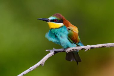 Mavi arka planda bir dalda oturan altın arı yiyici