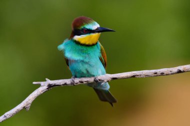 Mavi arka planda bir dalda oturan altın arı yiyici