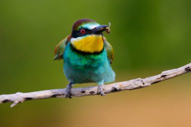 Avrupalı arı yiyiciler, Merops apiaster oturuyor ve güzel bir dalda gösteriş yapıyor, gagasında bazı böcekler var, çiftleşme mevsiminde, güzel renkli arka plan ve yumuşak altın ışık