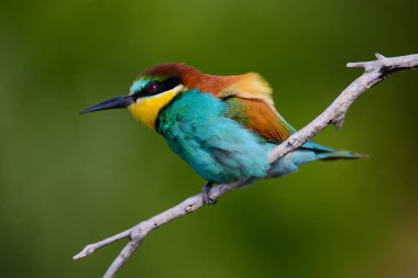 Mavi arka planda bir dalda oturan altın arı yiyici