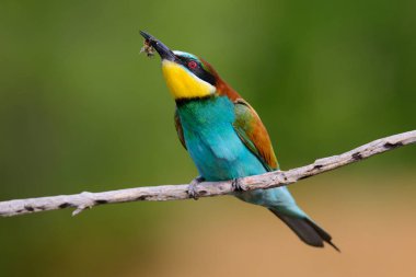 Avrupalı arı yiyiciler, Merops apiaster oturuyor ve güzel bir dalda gösteriş yapıyor, gagasında bazı böcekler var, çiftleşme mevsiminde, güzel renkli arka plan ve yumuşak altın ışık