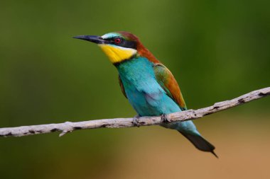 Bir dalda oturan altın arıcı