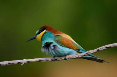 Bir dalda oturan altın arıcı