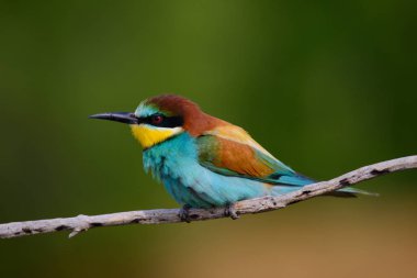 Bir dalda oturan altın arıcı