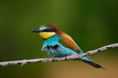 Bir dalda oturan altın arıcı